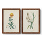 Traditional Botanical III - Premium Framed Canvas 2 Piece Set - Ready to Hang