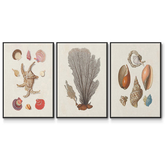 Knorr Shells & Coral I - Framed Premium Gallery Wrapped Canvas L Frame 3 Piece Set - Ready to Hang