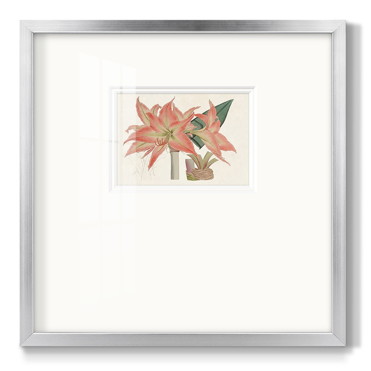 Amaryllis Varietals III - Double Matboard Framed Print