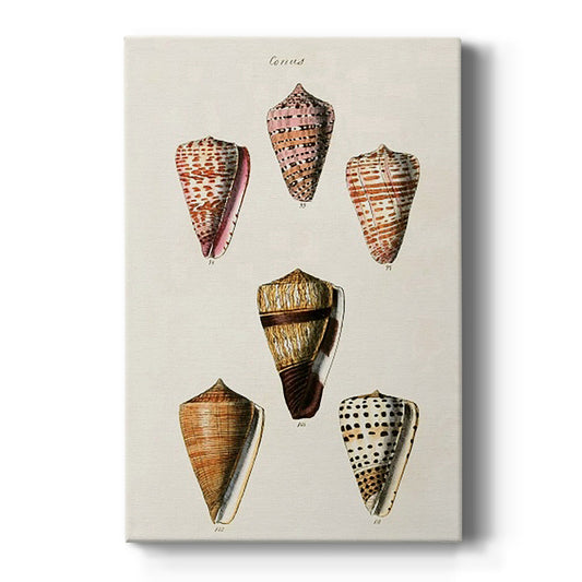 Cone Shell Collection IV Premium Gallery Wrapped Canvas - Ready to Hang