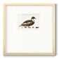 Golden Mallard - Double Matboard Framed Print