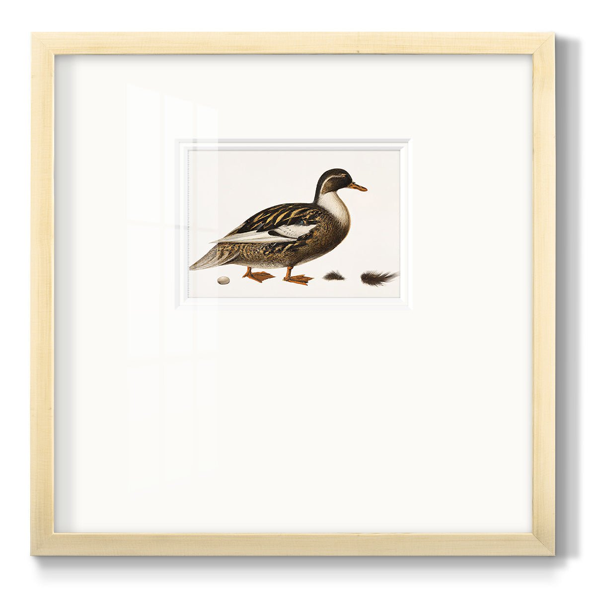 Golden Mallard - Double Matboard Framed Print