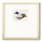 White and Blue Mallard - Double Matboard Framed Print