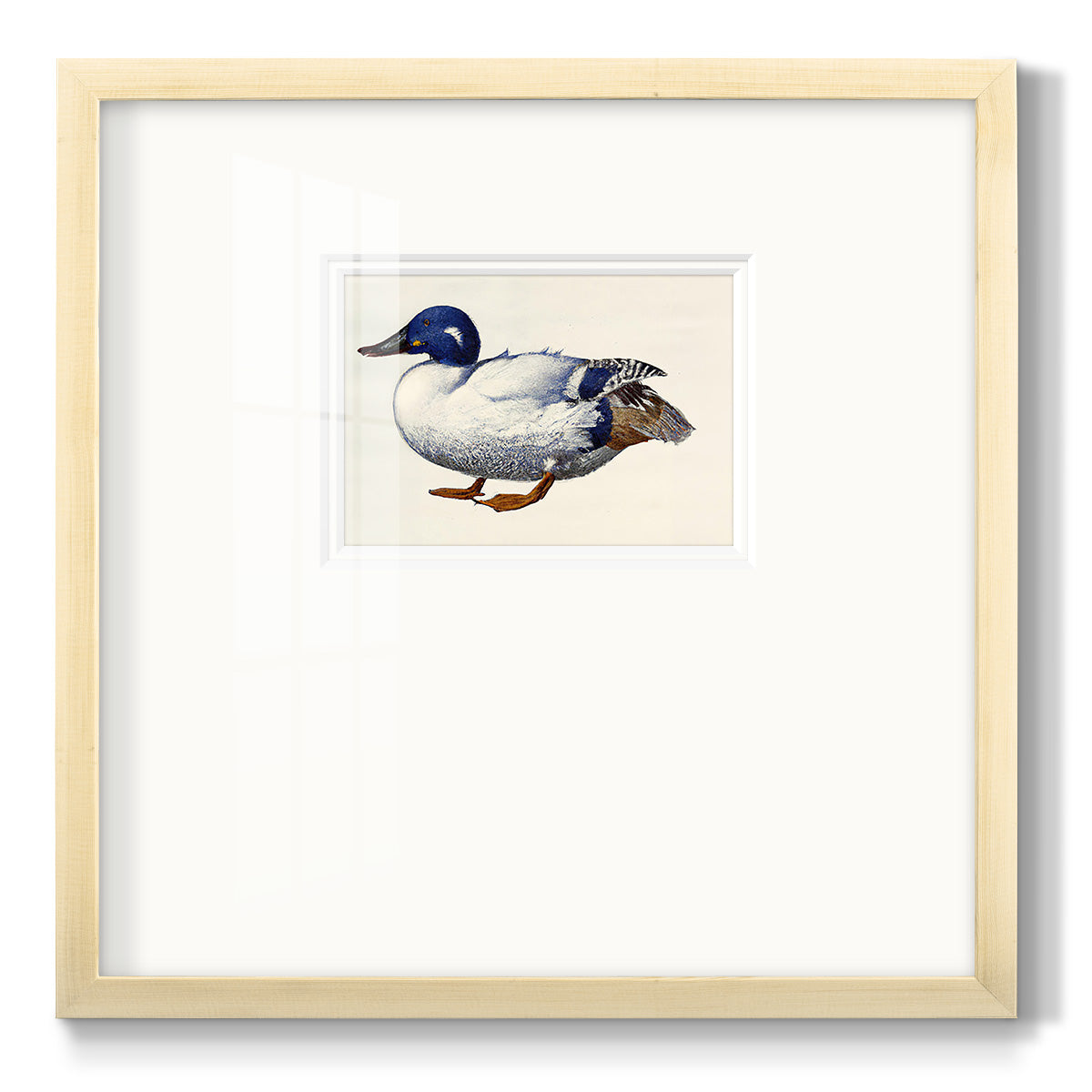 White and Blue Mallard - Double Matboard Framed Print