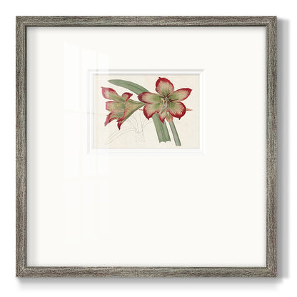 Amaryllis Varietals IV Premium Framed Print Double Matboard