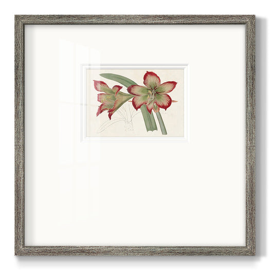 Amaryllis Varietals IV Premium Framed Print Double Matboard