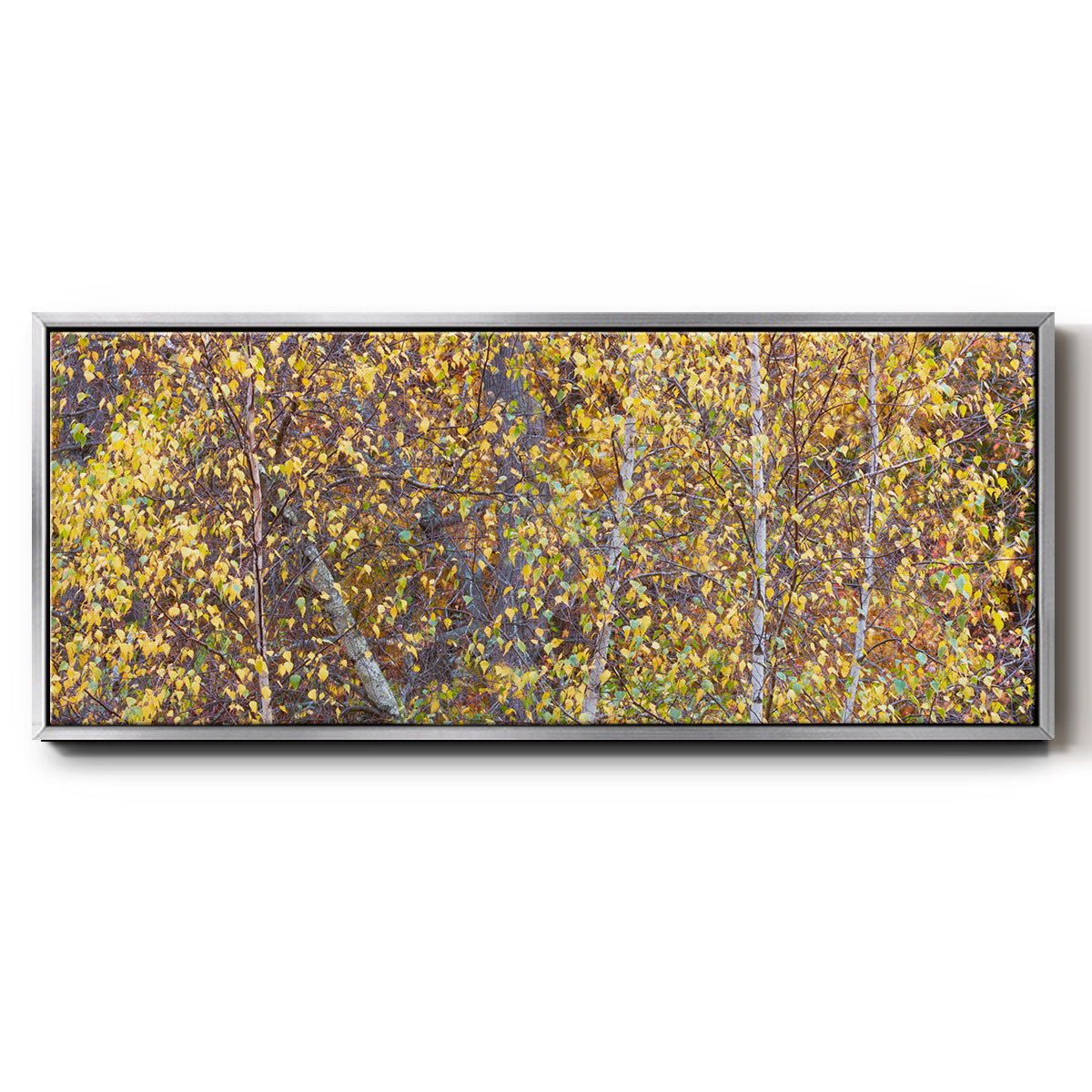 Tree Panorama III - Floater Framed Canvas Print