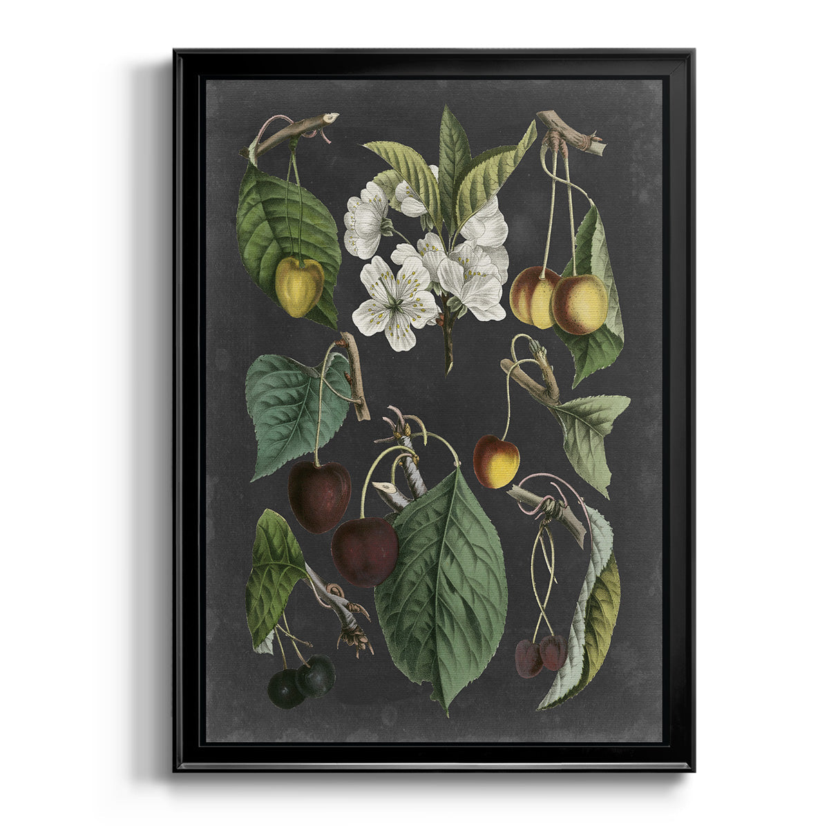 Orchard Varieties II - Modern Framed Canvas Print