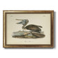 Audubons Brown Pelican - Ornate Framed Canvas Print