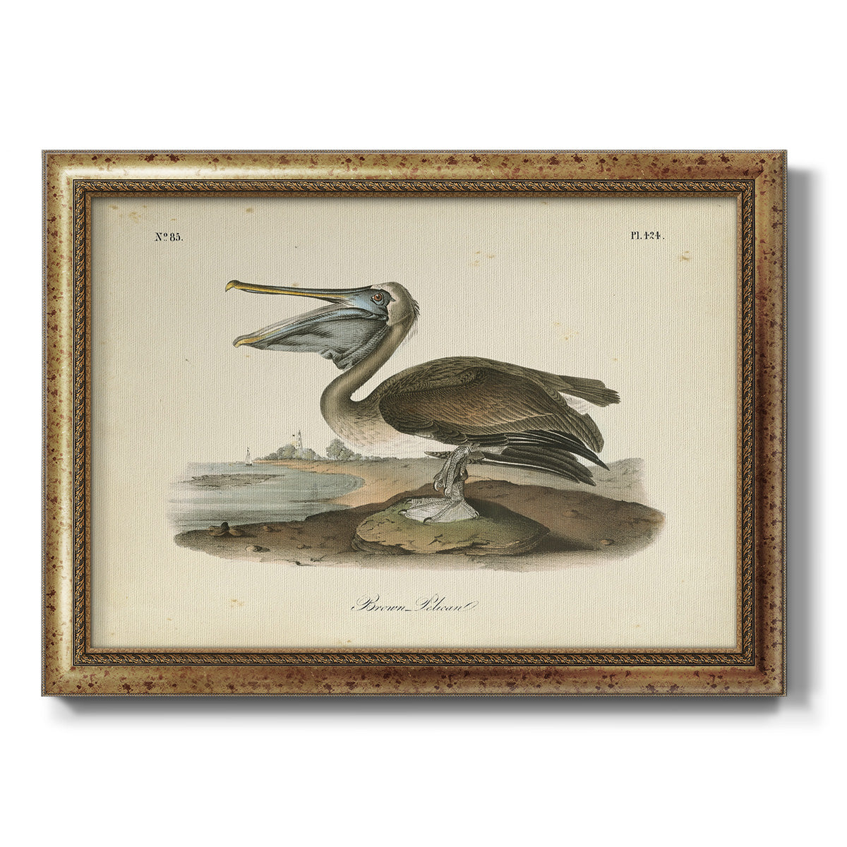 Audubons Brown Pelican - Ornate Framed Canvas Print