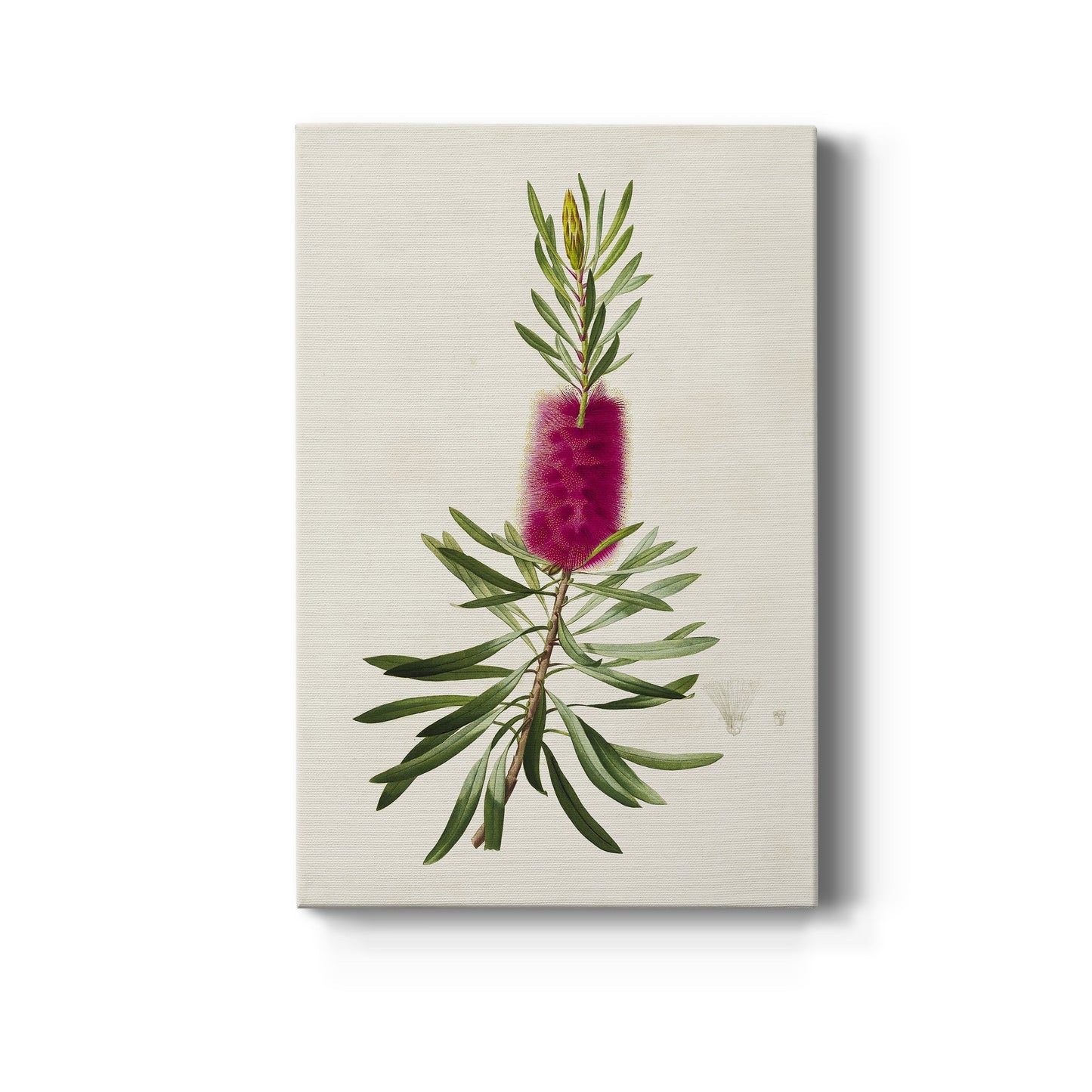 Pretty Pink Botanicals VII Premium Gallery Wrapped Canvas - Ready to Hang