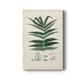 Collected Ferns IX Premium Gallery Wrapped Canvas - Ready to Hang