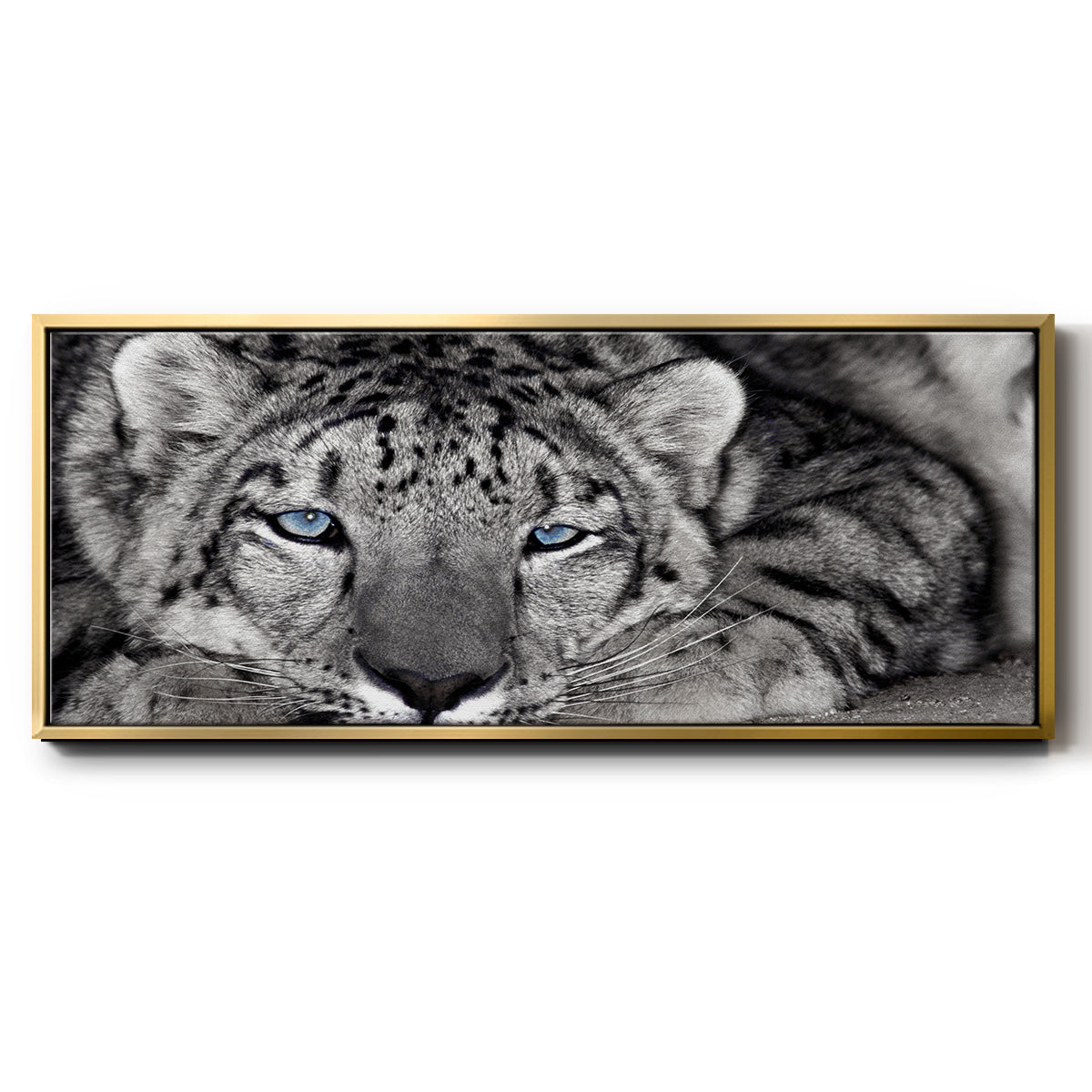 Snow Leopard Sanctuary - Floater Framed Canvas Print