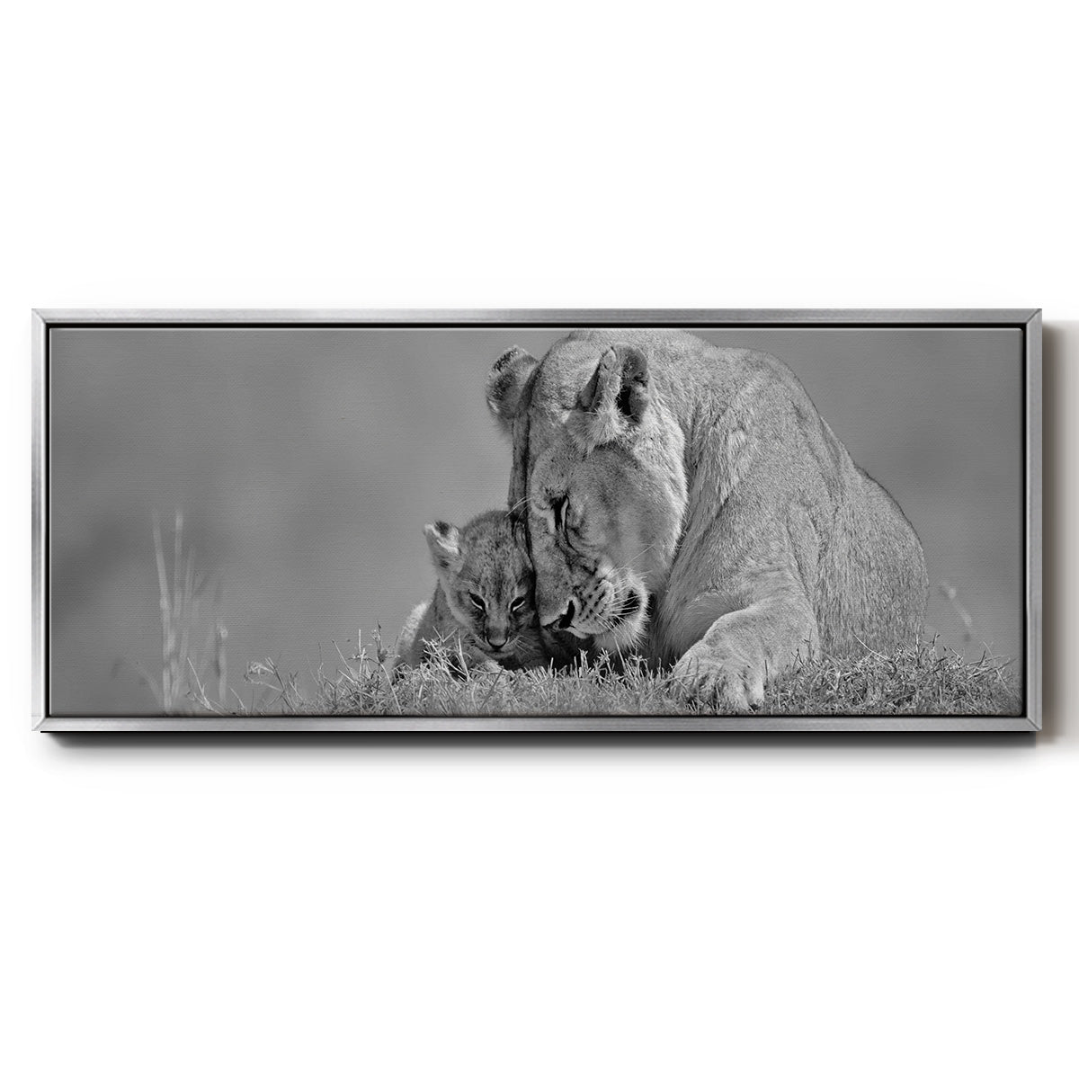 Lioness Love - Floater Framed Canvas Print