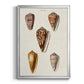 Cone Shell Collection VI - Modern Framed Canvas Print