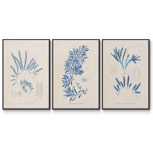 Blue Marine Algae I - Floater Framed Canvas Set