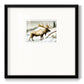 Snow Elk Premium Framed Print Double Matboard