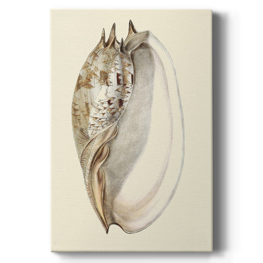 Splendid Shells IV Premium Gallery Wrapped Canvas - Ready to Hang