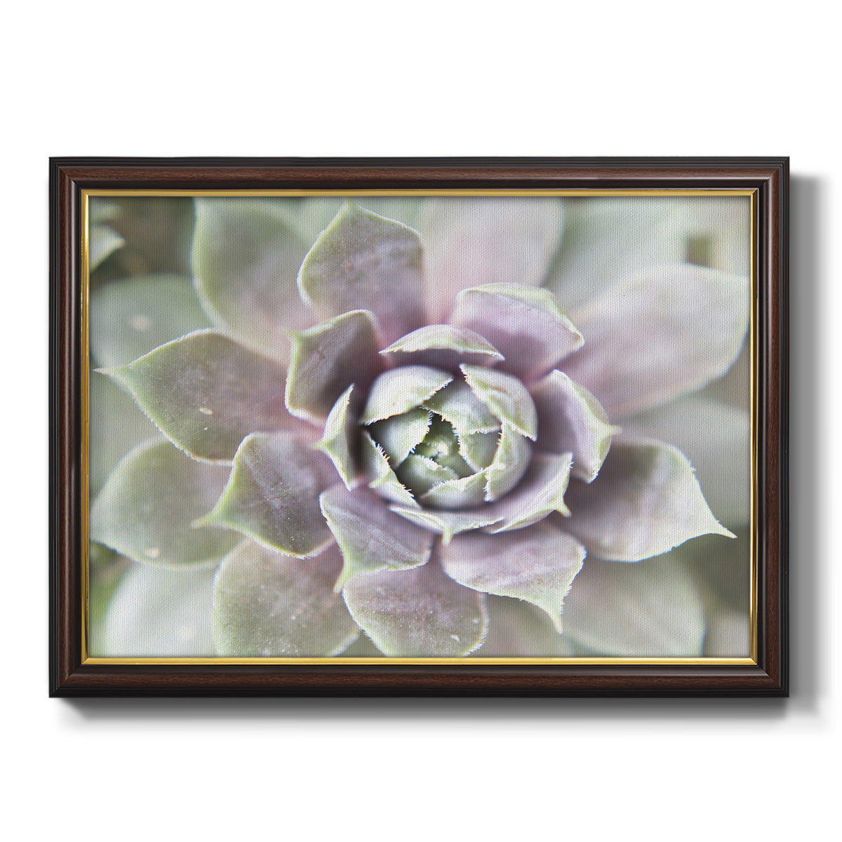 Succulent Glow II - Ornate Framed Canvas Print