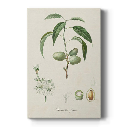 Antique Almond Botanical I Premium Gallery Wrapped Canvas - Ready to Hang