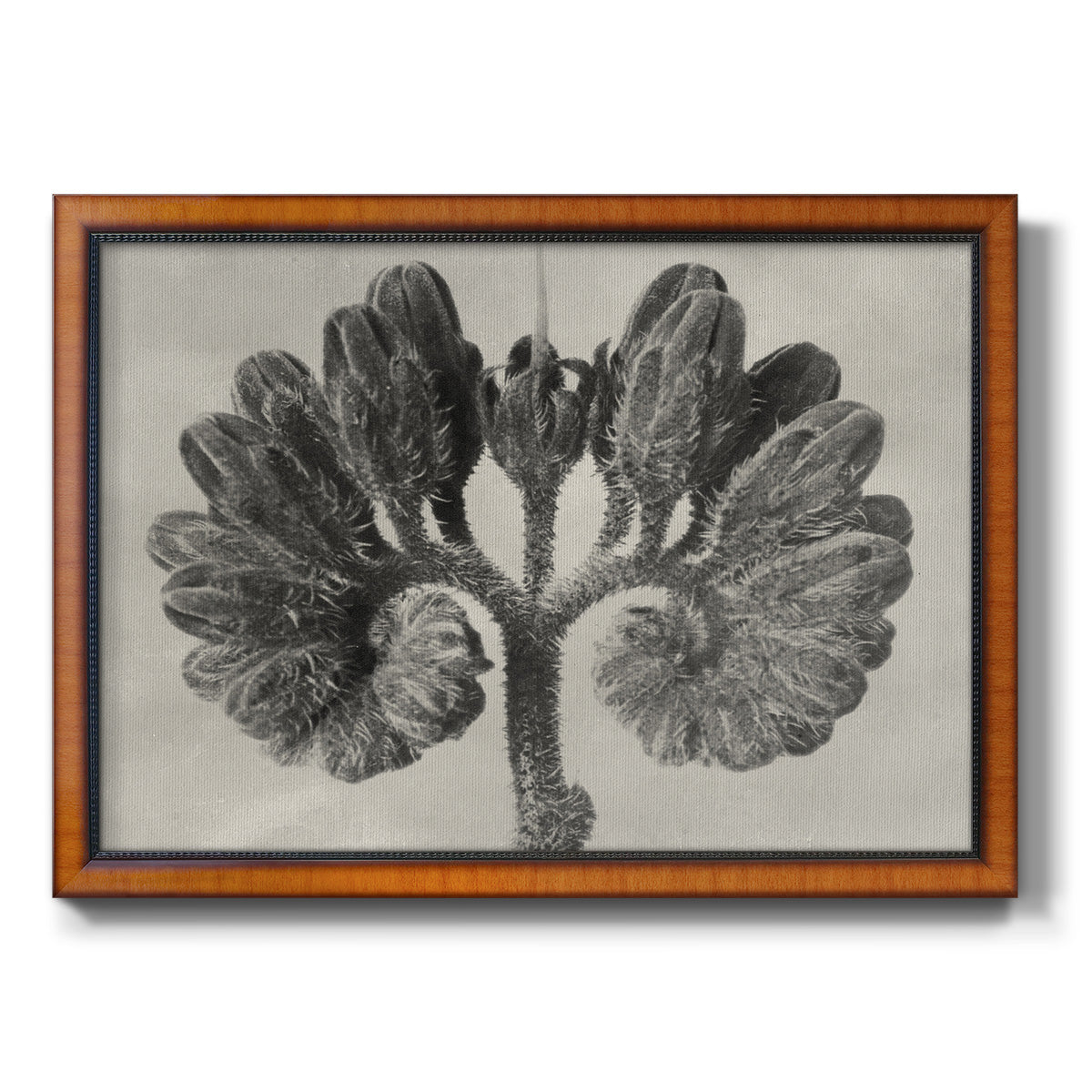 Blossfeldt Botanical VIII Premium Framed Canvas- Ready to Hang