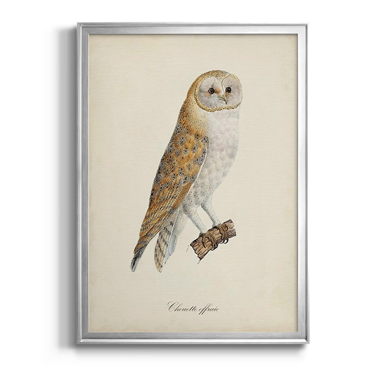 French Owls VI - Modern Framed Canvas Print