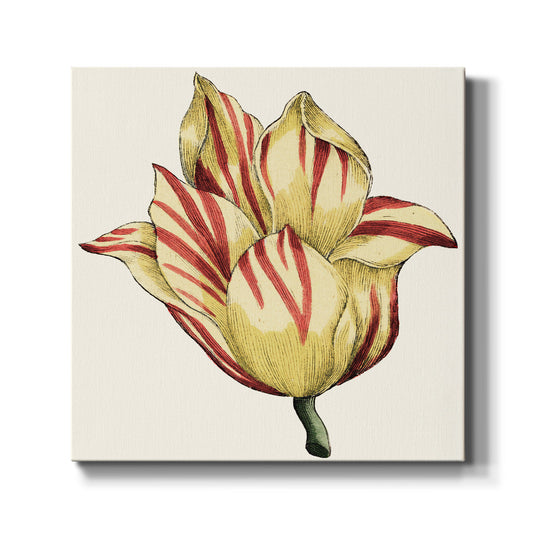 Tulip Garden III - Canvas Art Print