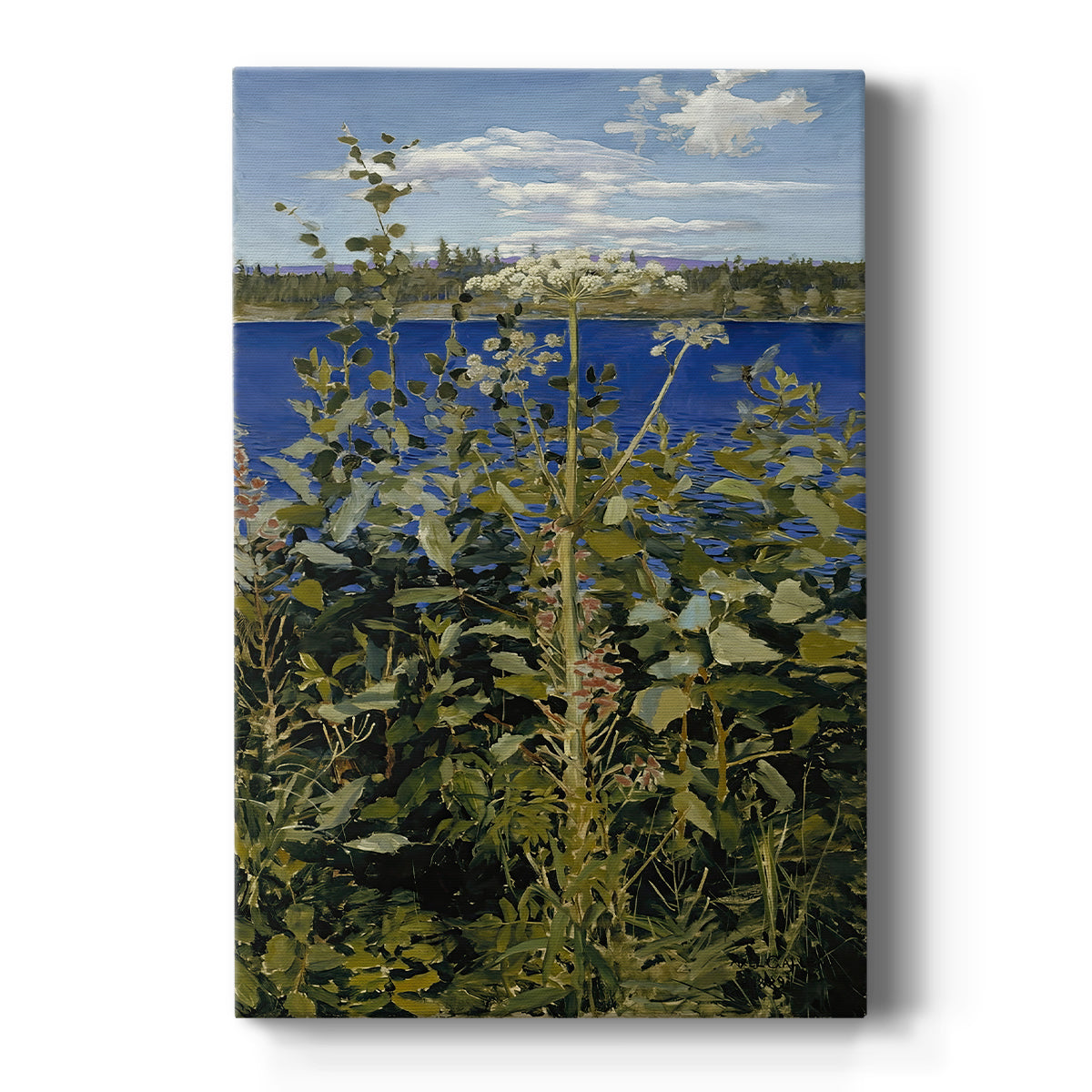 Canvas art print featuring a natural landscape with tall wild angelica plants and delicate white blooms on a clean white background.