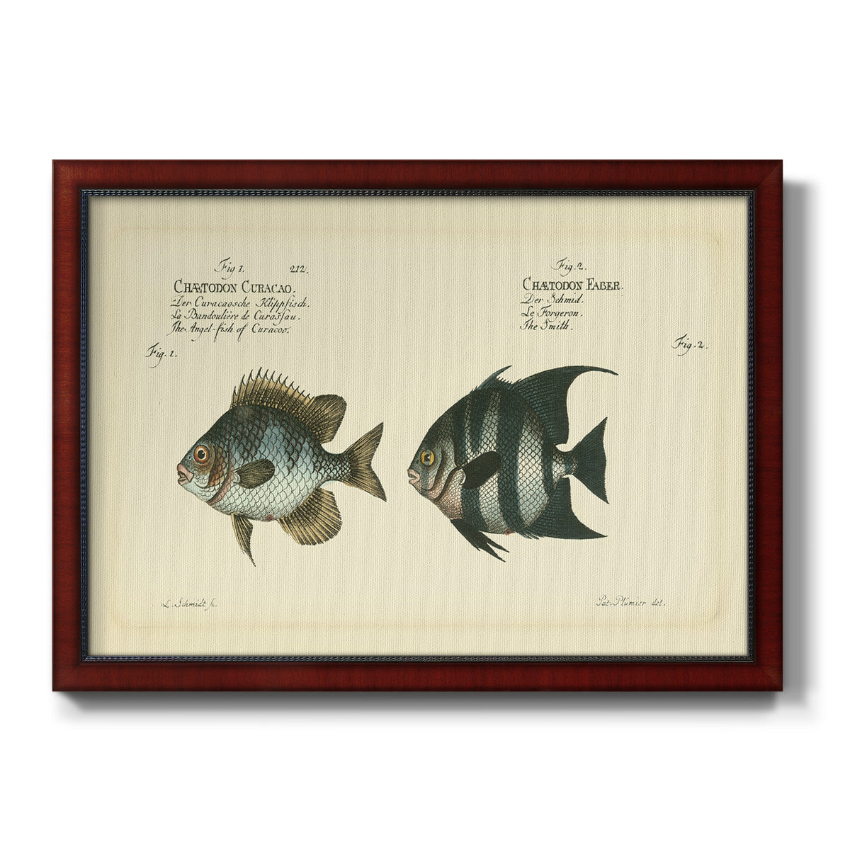 Bloch Antique Fish II Premium Framed Canvas- Ready to Hang