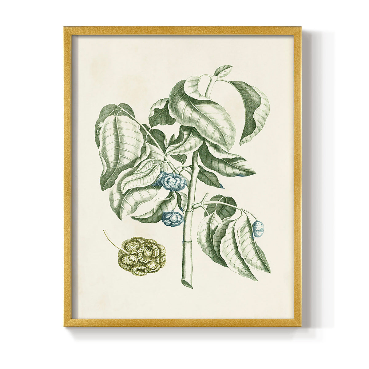 Buchoz Tropicals V - Restickable Framed Art Print