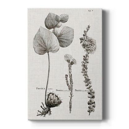 Black & White Protea on Linen II - Canvas Art Print