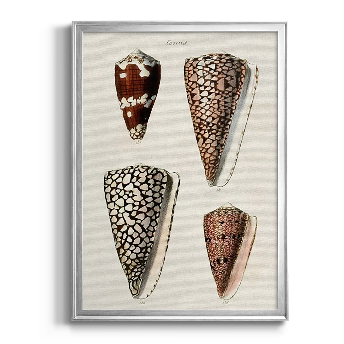 Cone Shell Collection I - Modern Framed Canvas Print