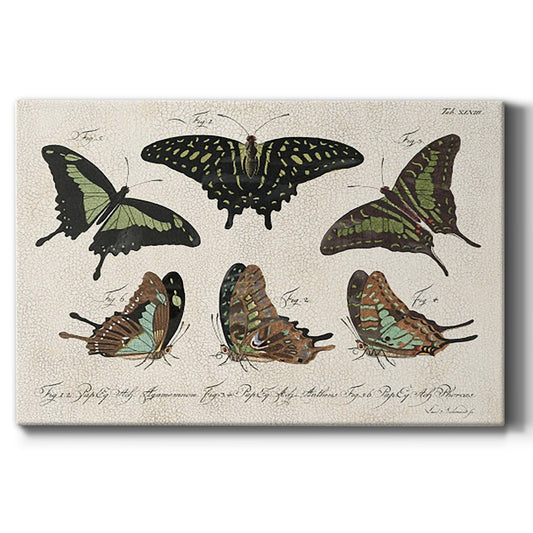 Crackled Butterflies II - Canvas Art Print