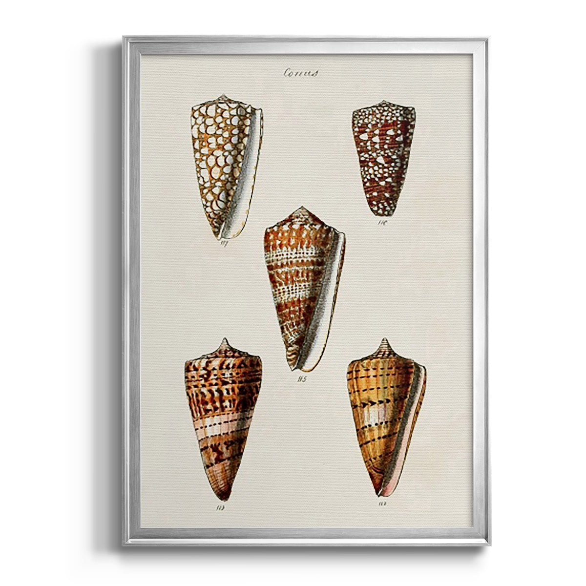 Cone Shell Collection II - Modern Framed Canvas Print
