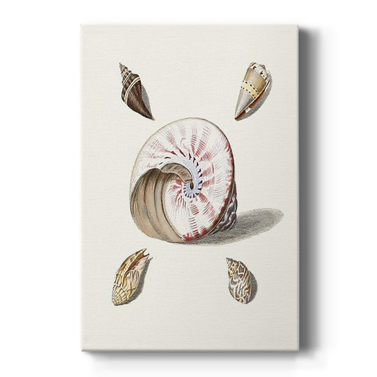 Pastel Knorr Shells II - Canvas Art Print