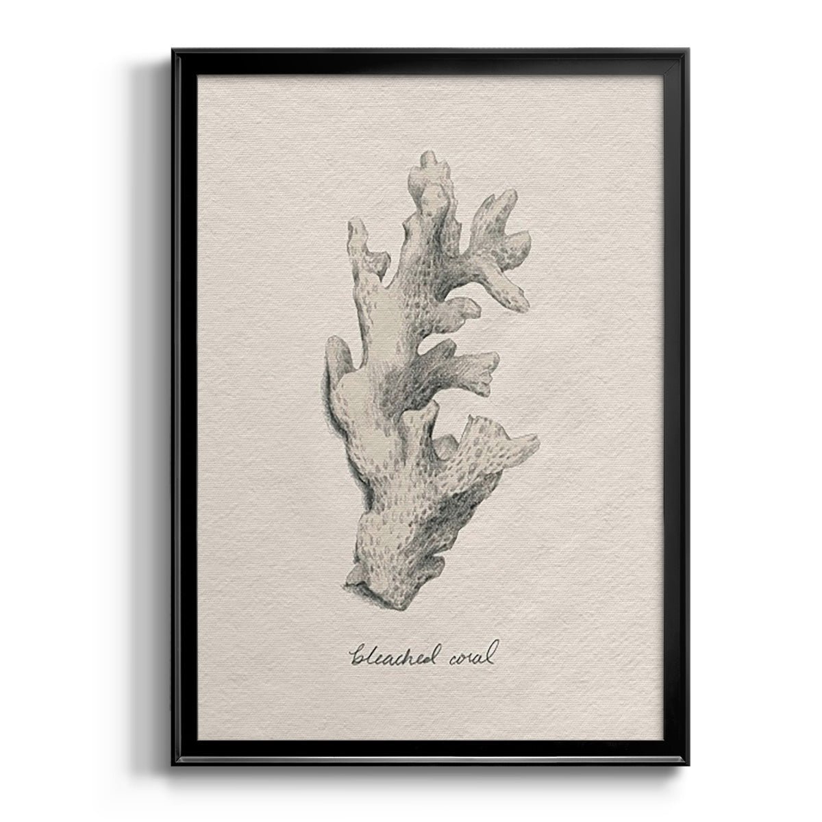 Shore Treasure Study II - Modern Framed Canvas Print