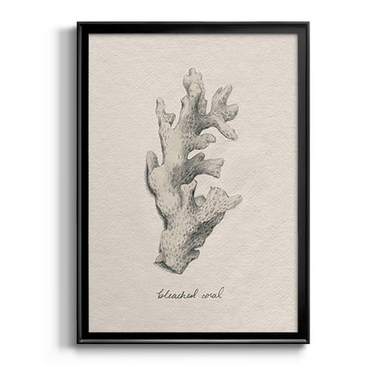 Shore Treasure Study II - Modern Framed Canvas Print