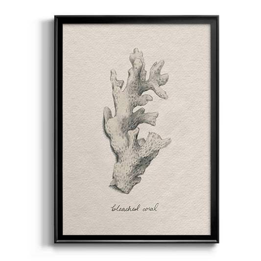 Shore Treasure Study II - Modern Framed Canvas Print
