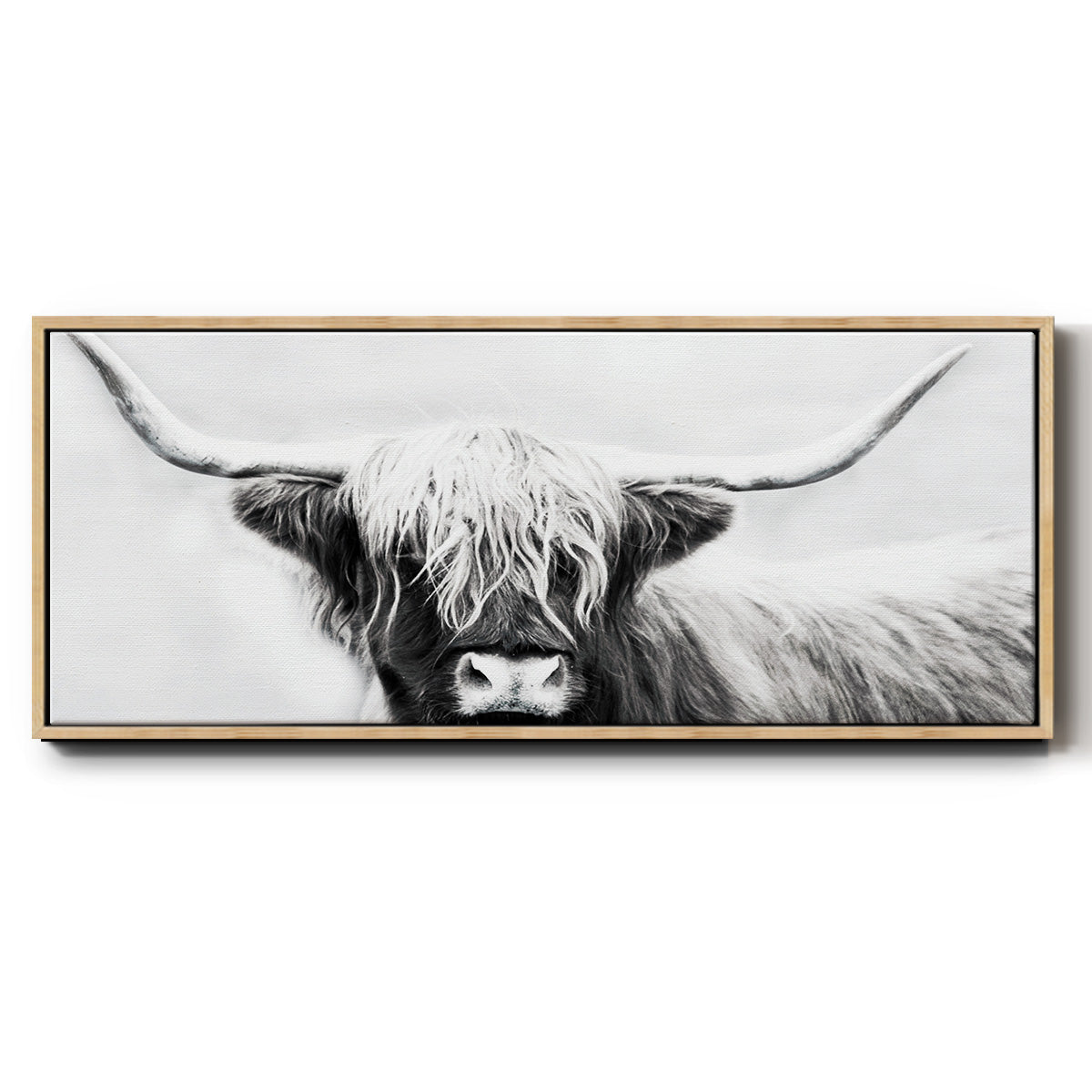 Highland Longhorn - Floater Framed Canvas Print