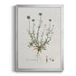 Bellflower Study - Modern Framed Canvas Print