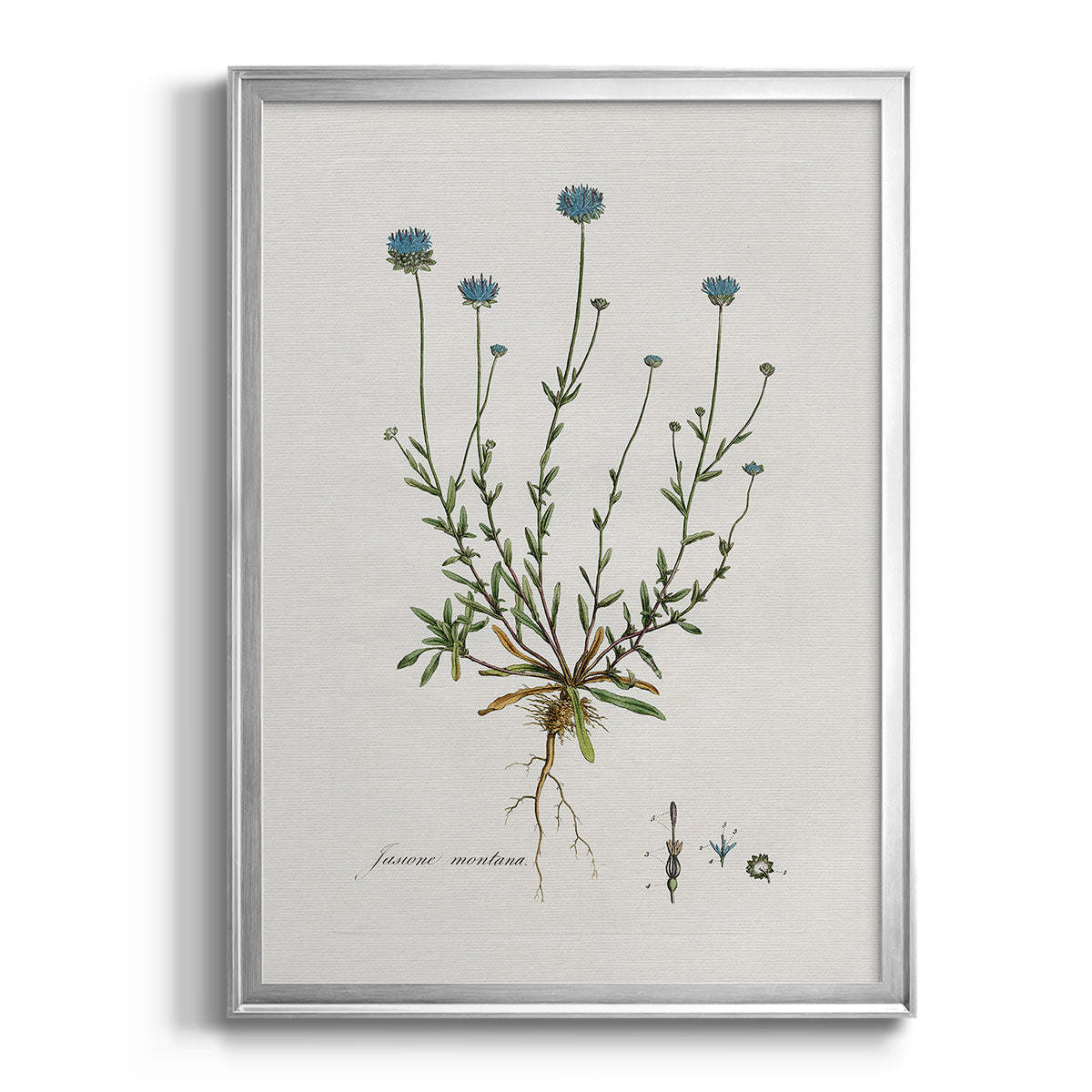 Bellflower Study - Modern Framed Canvas Print