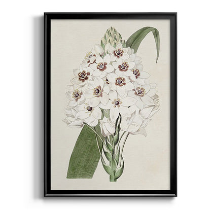 Flore Albo II - Modern Framed Canvas Print