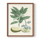 Buchoz Tropicals IV - Restickable Framed Art Print