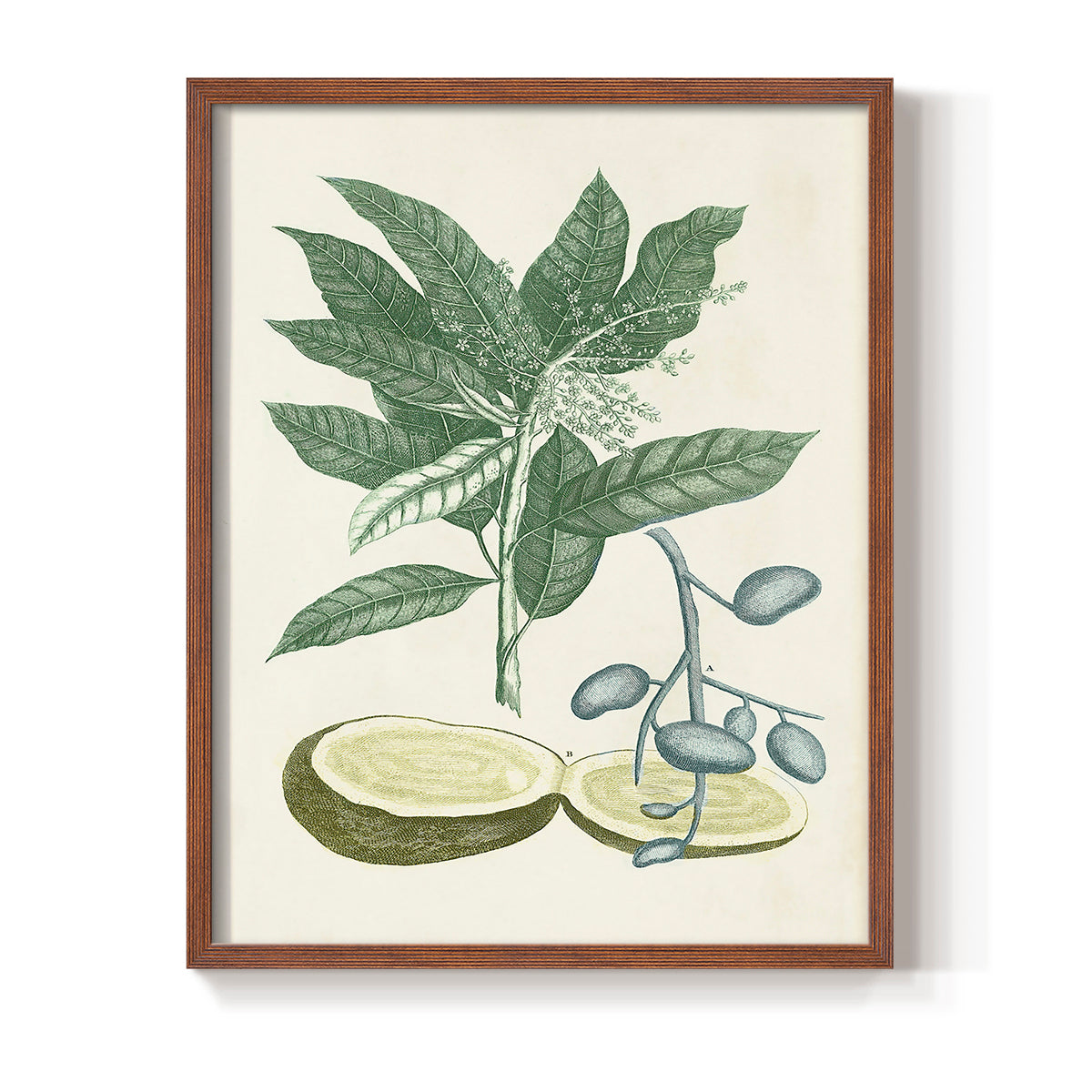 Buchoz Tropicals IV - Restickable Framed Art Print