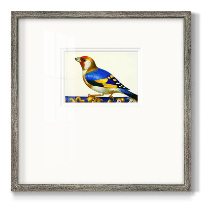 Blue Gold Finch Premium Framed Print Double Matboard