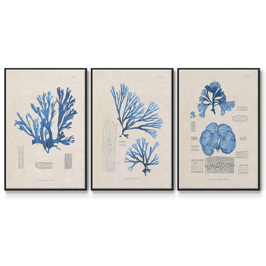 Blue Marine Algae IV - Floater Framed Canvas Set