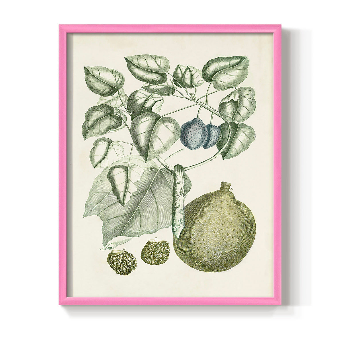 Buchoz Tropicals VIII - Restickable Framed Art Print