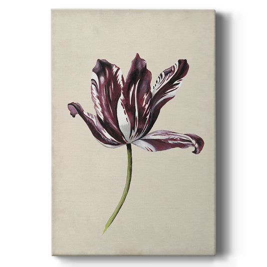 Antique Tulip Study IV Premium Gallery Wrapped Canvas - Ready to Hang