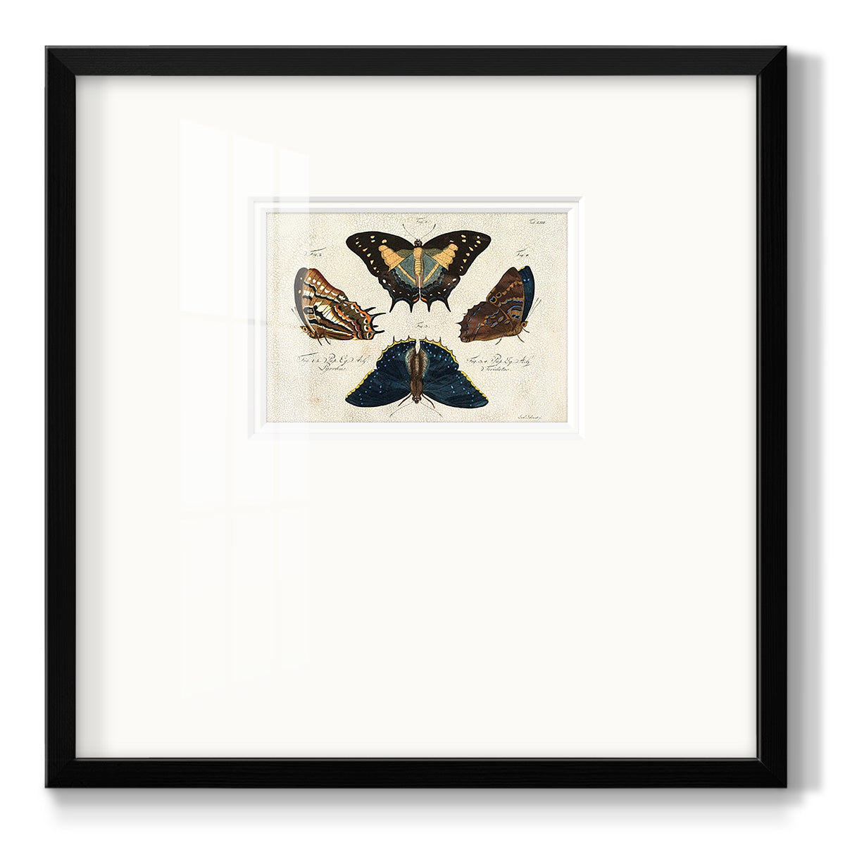 Crackled Butterflies IV Premium Framed Print Double Matboard