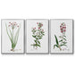 Rose Botanical I - Framed Premium Gallery Wrapped Canvas L Frame 3 Piece Set - Ready to Hang